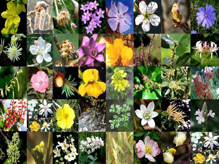 Florais de Bach